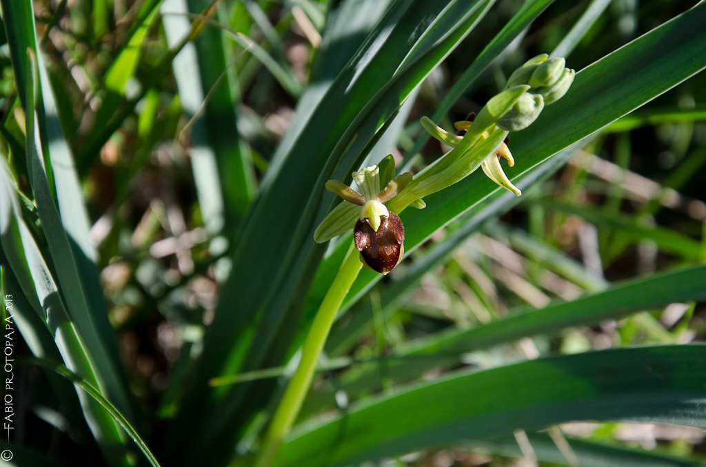 Identificazione orchidee Bosco delle Pianelle