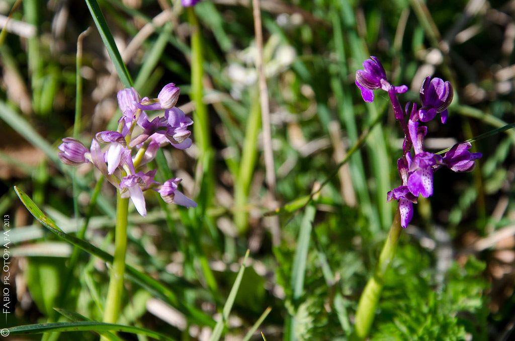 Identificazione orchidee Bosco delle Pianelle