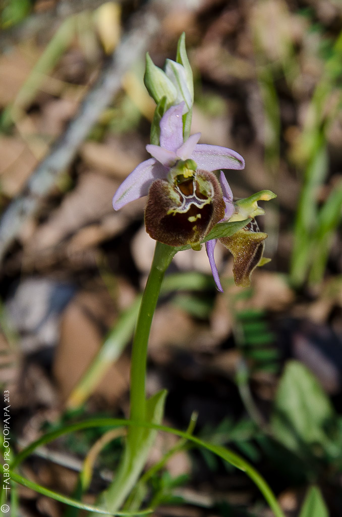 Identificazione orchidee Bosco delle Pianelle