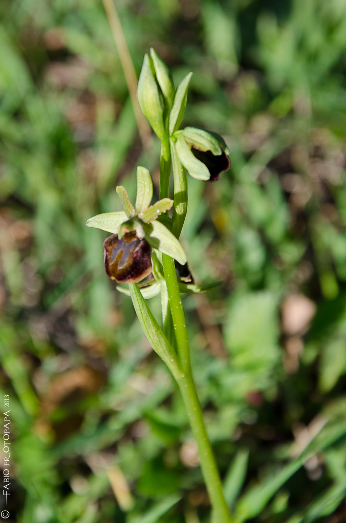 Identificazione orchidee Bosco delle Pianelle