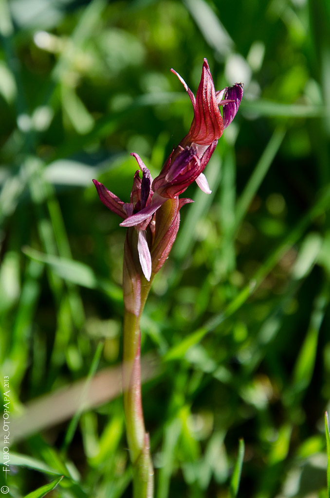 Identificazione orchidee Bosco delle Pianelle