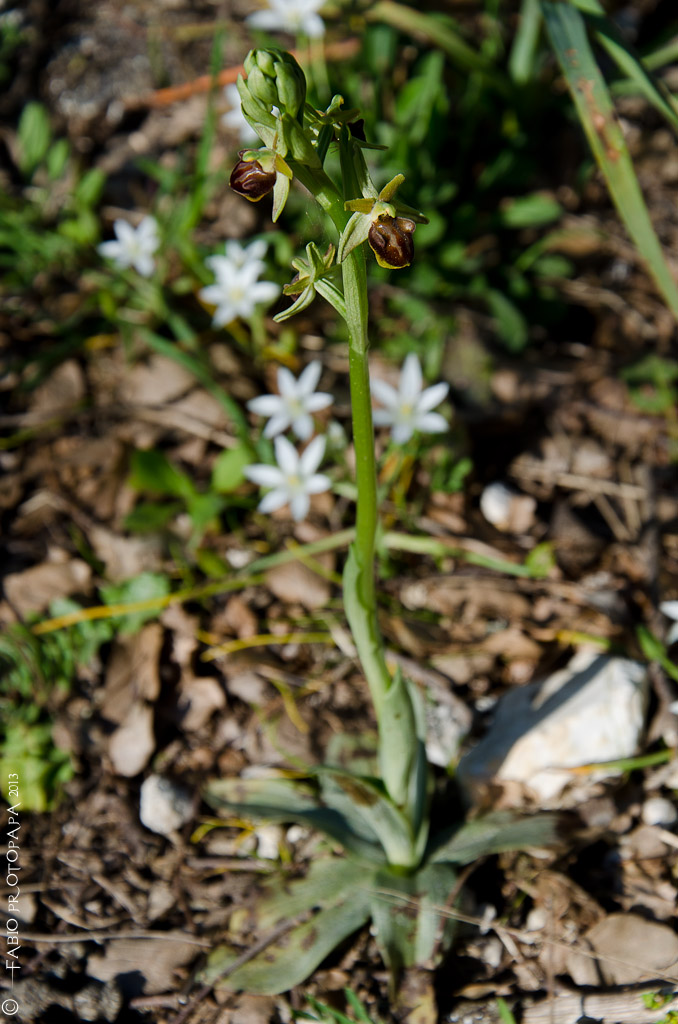 Identificazione orchidee Bosco delle Pianelle