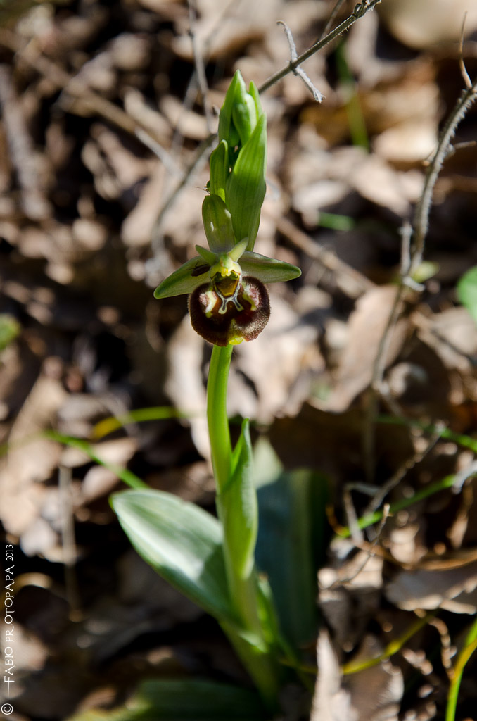 Identificazione orchidee Bosco delle Pianelle