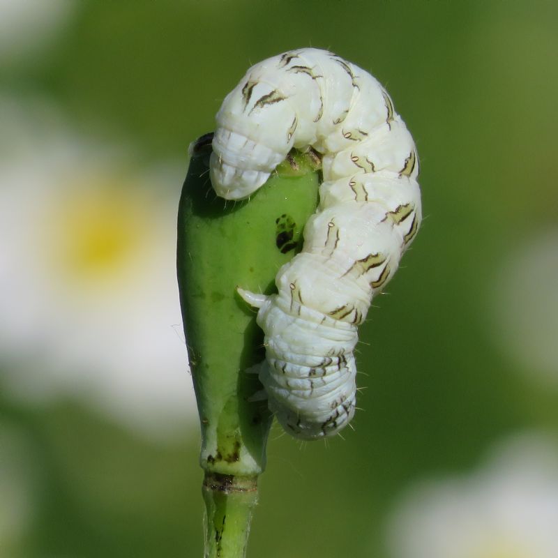 Cucullia (Cucullia) chamomillae - Noctuidae