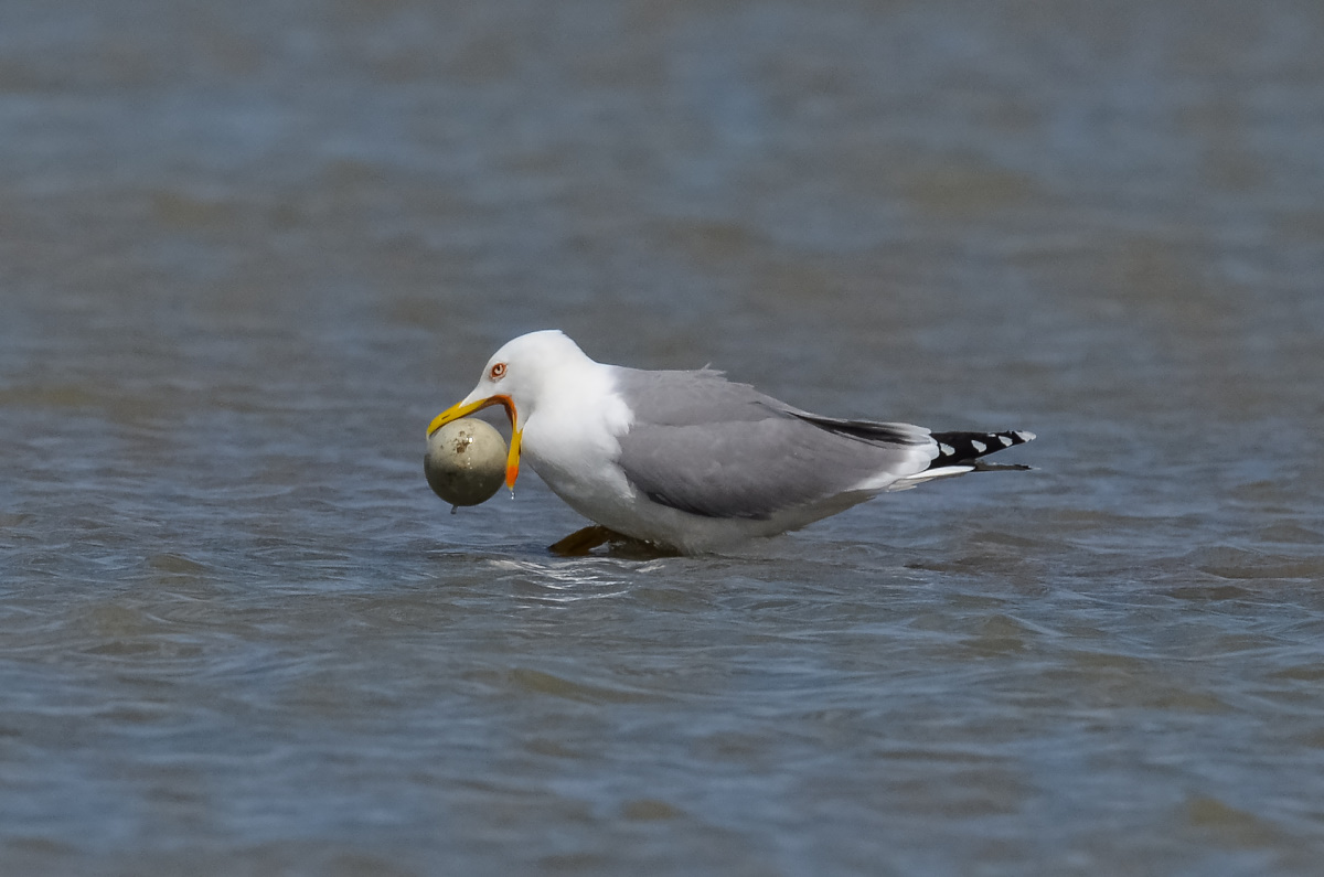 Gabbiano reale con uovo di cigno