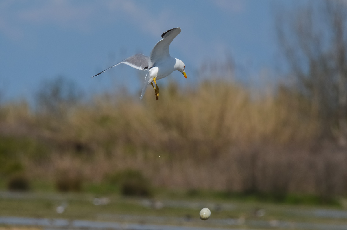 Gabbiano reale con uovo di cigno