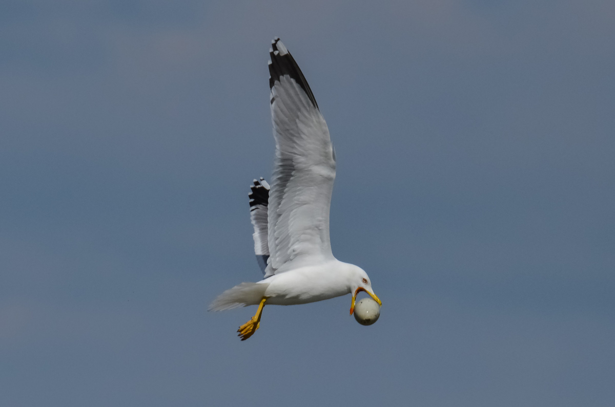 Gabbiano reale con uovo di cigno