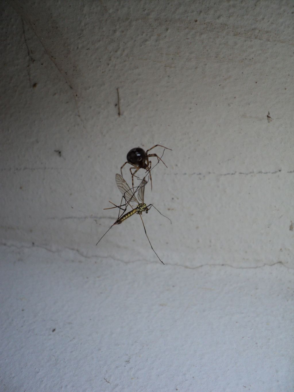 Steatoda triangulosa - Premariacco (UD)