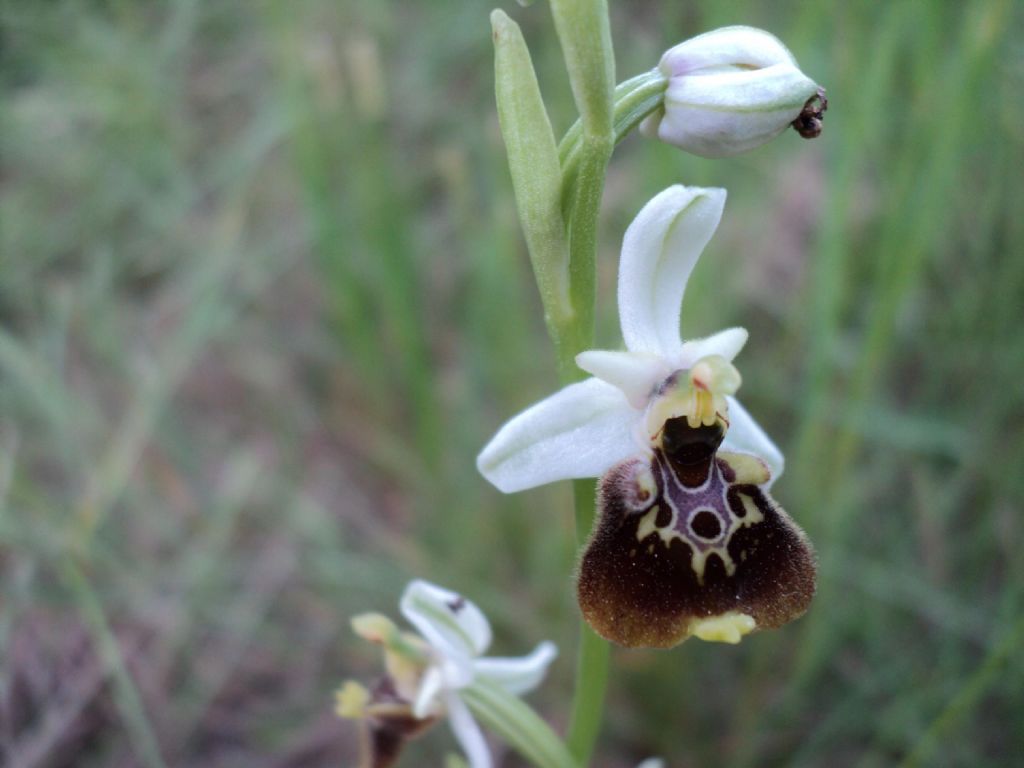 Ophrys holosericea