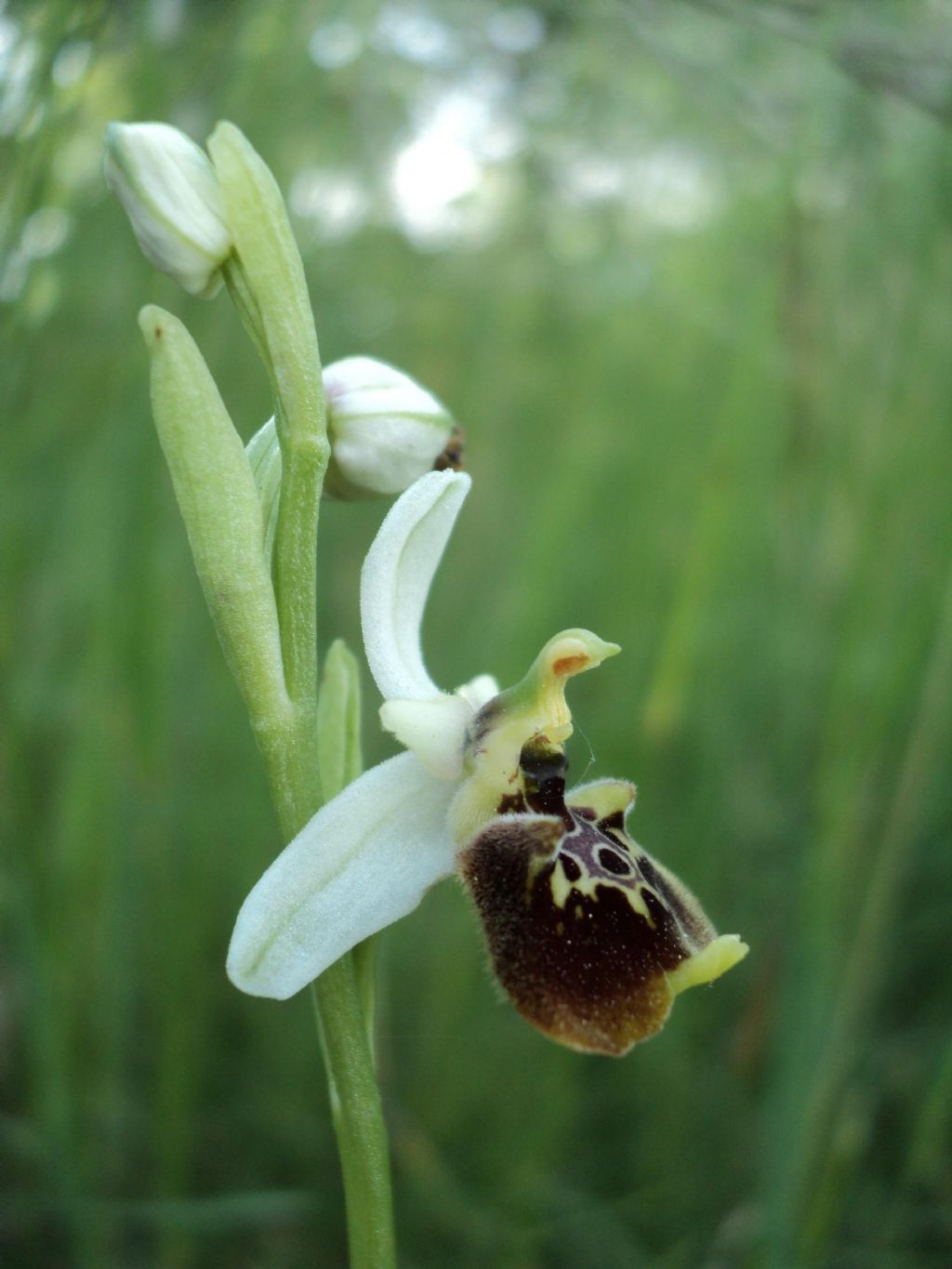 Ophrys holosericea