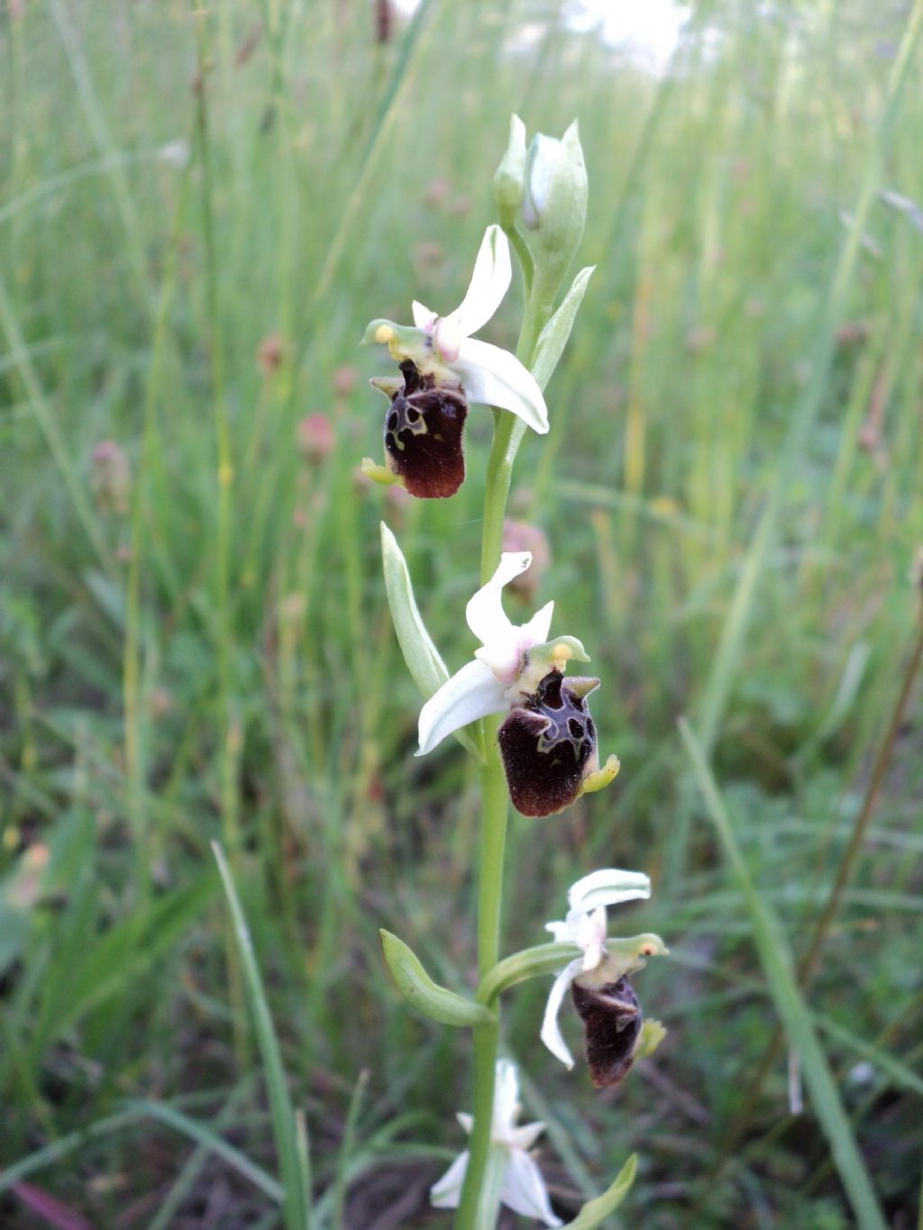 Ophrys holosericea