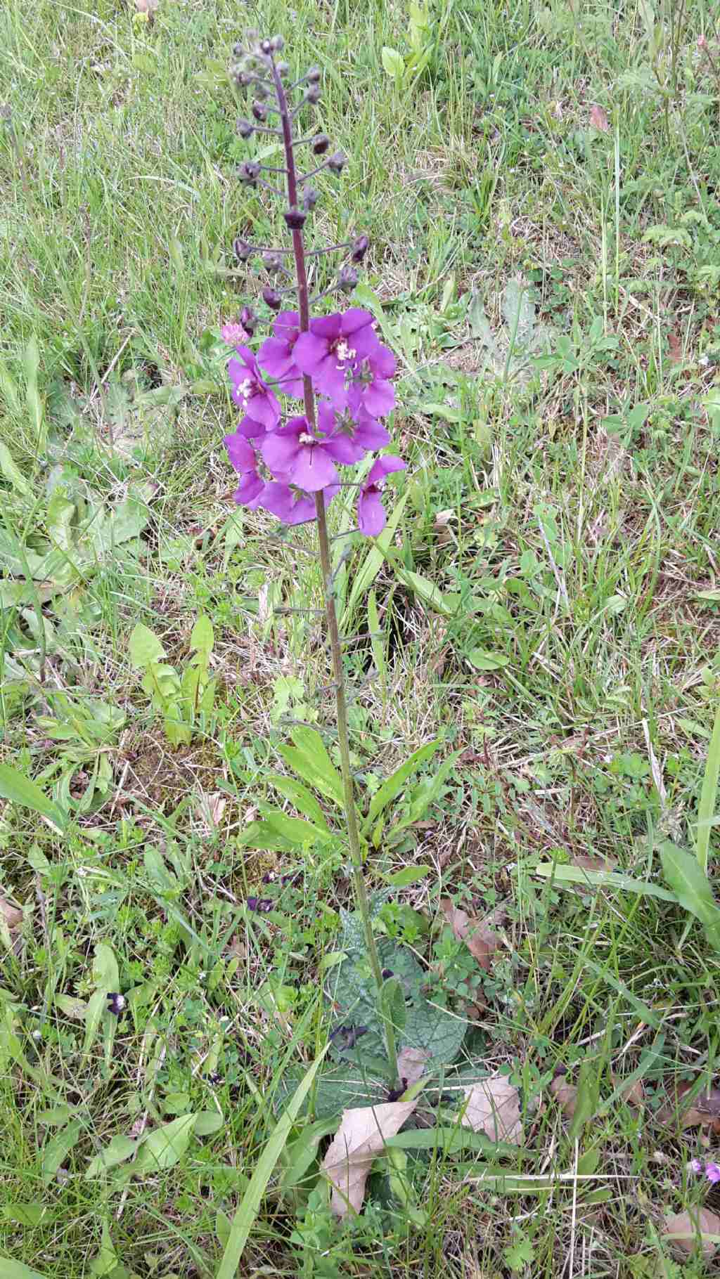 Verbascum phoeniceum / Verbasco porporino