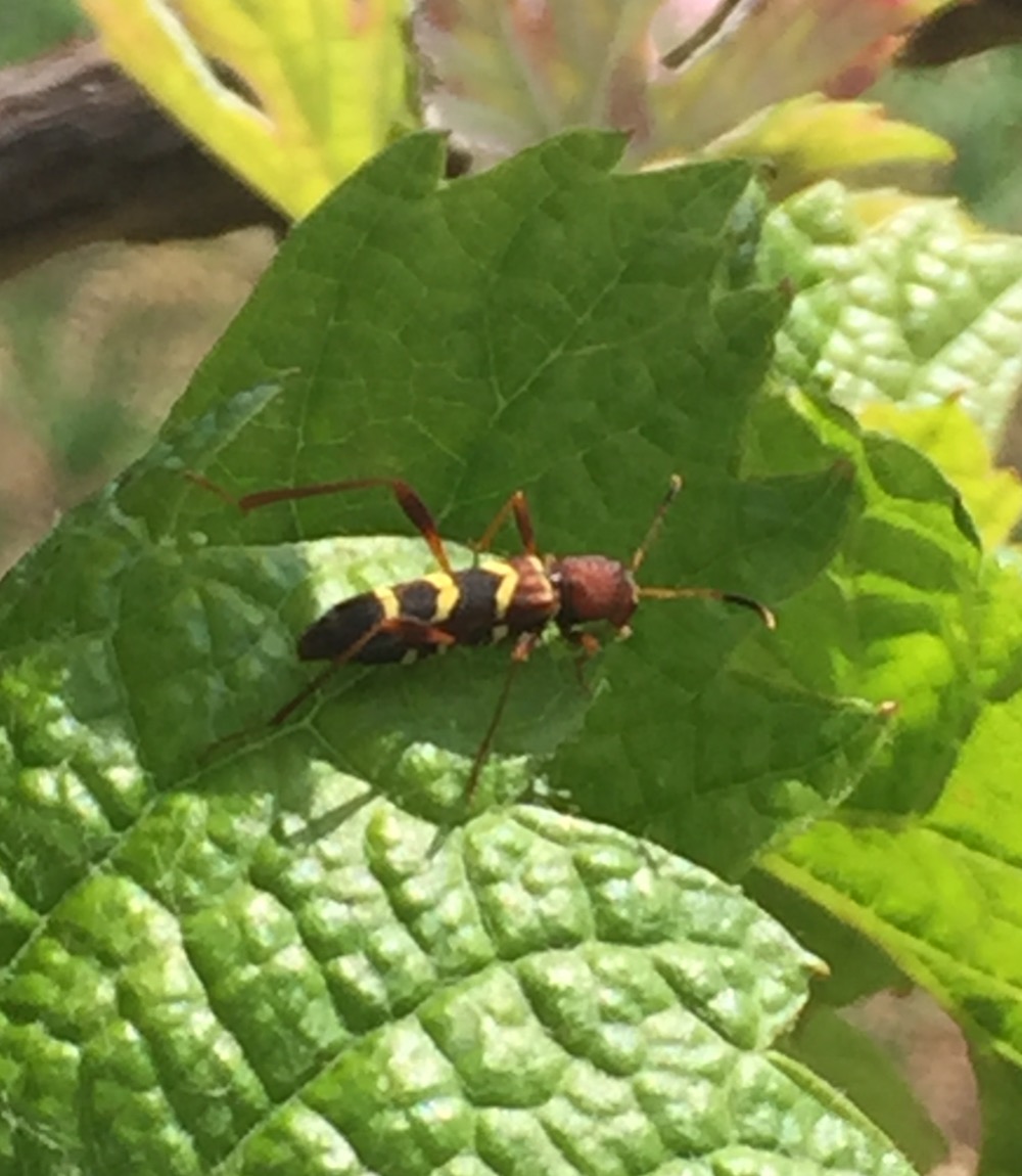 Probabili Neoclytus acuminatus (Cerambycidae) e Ocypus olens (Staphylinidae)