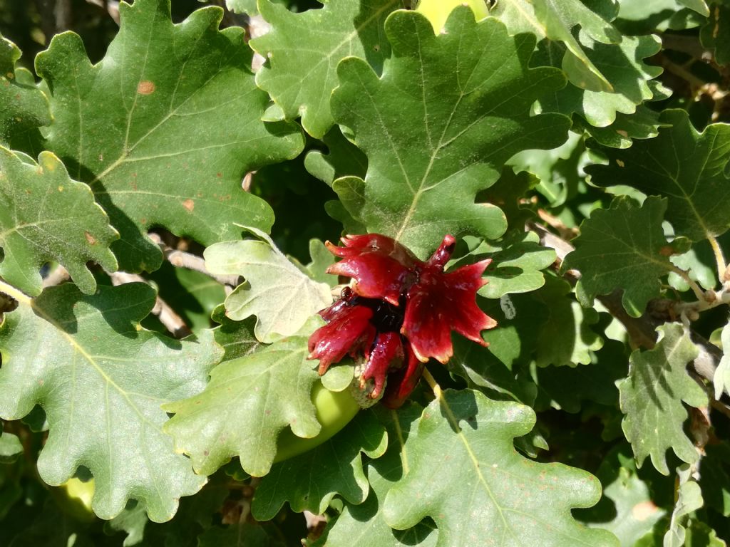 strano tumore su ghiande di quercia