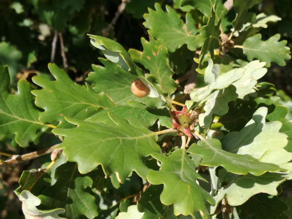 strano tumore su ghiande di quercia