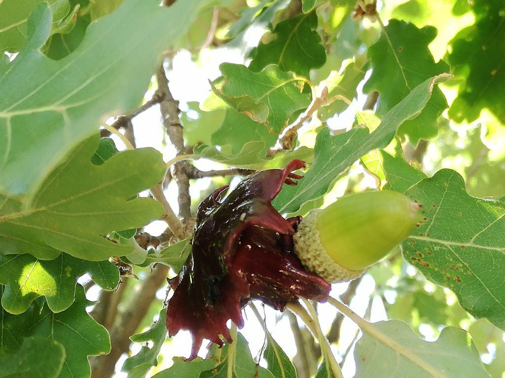 strano tumore su ghiande di quercia