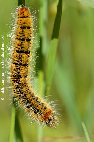 Bruco in cerca di nome - Lasiocampa (Pachygastria) trifolii