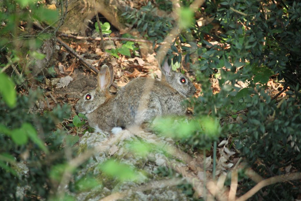 Lepus europaeus ?   No, Silvilaghi (Sylvilagus floridanus)