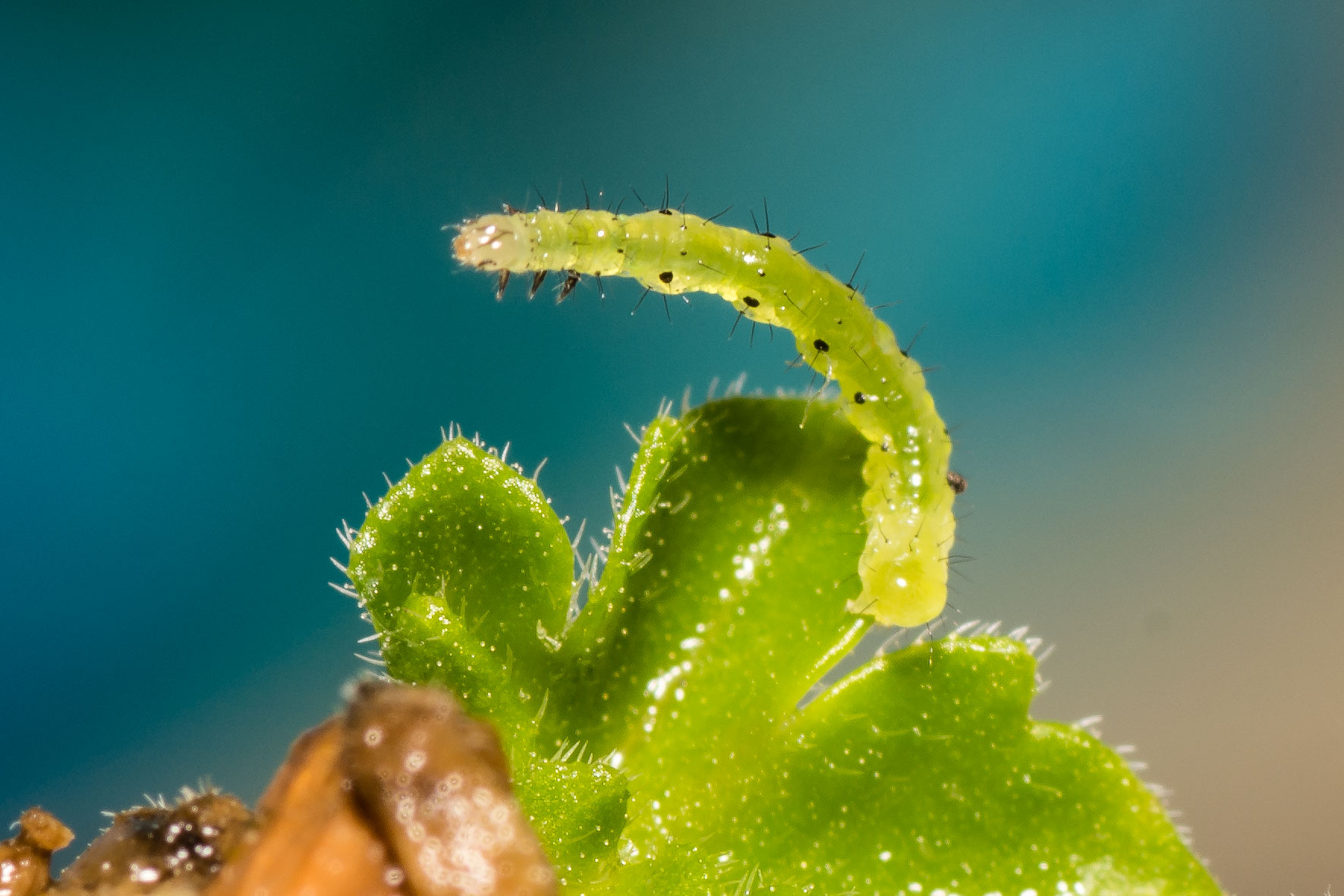 identificazione - Larva di Noctuidae Plusiinae