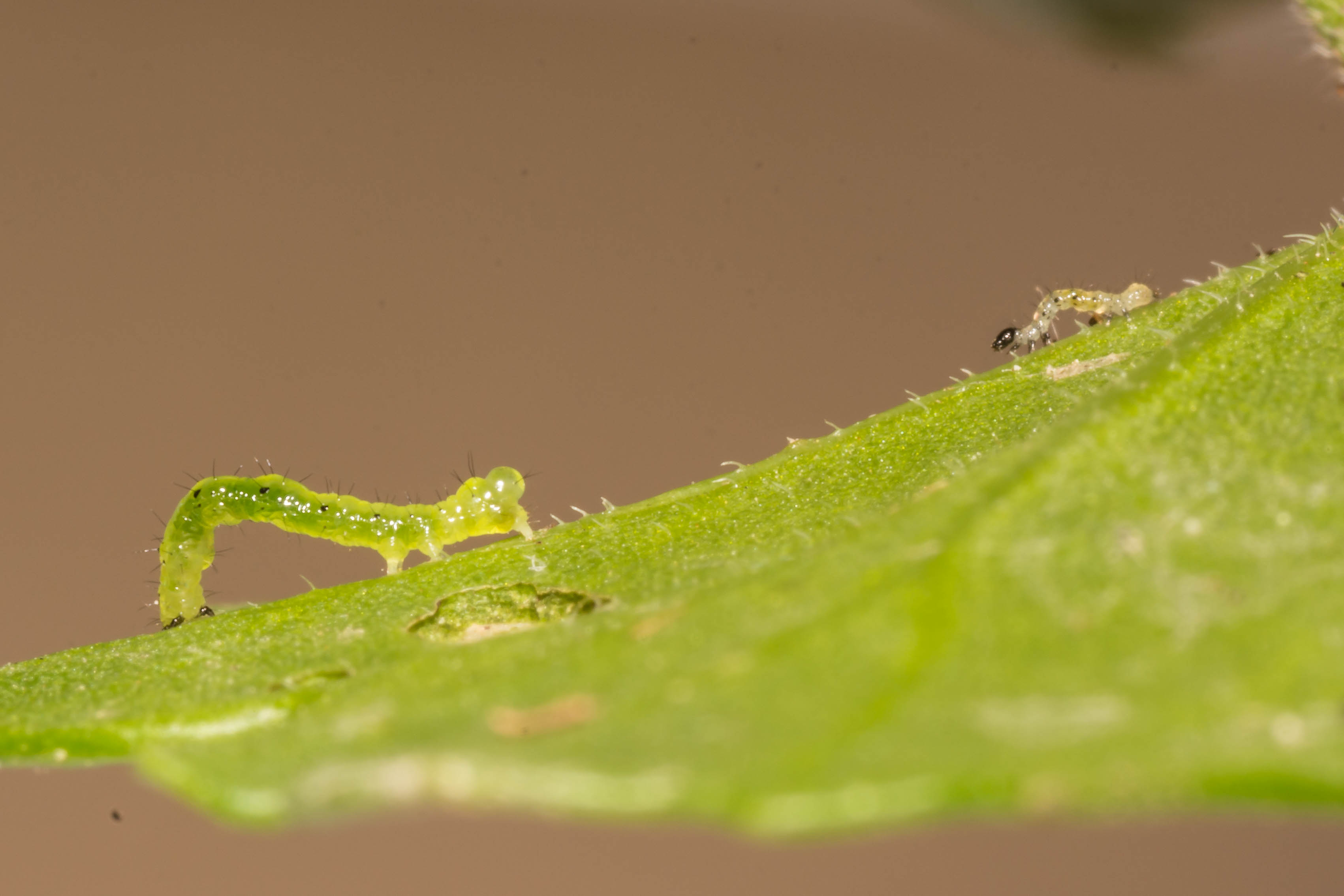 identificazione - Larva di Noctuidae Plusiinae