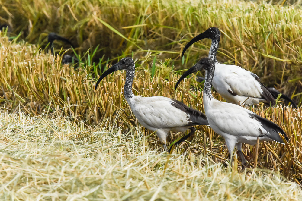 identificazione: Mignattaio (Plegadis falcinellus)