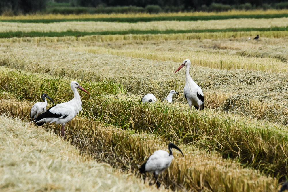 identificazione: Mignattaio (Plegadis falcinellus)