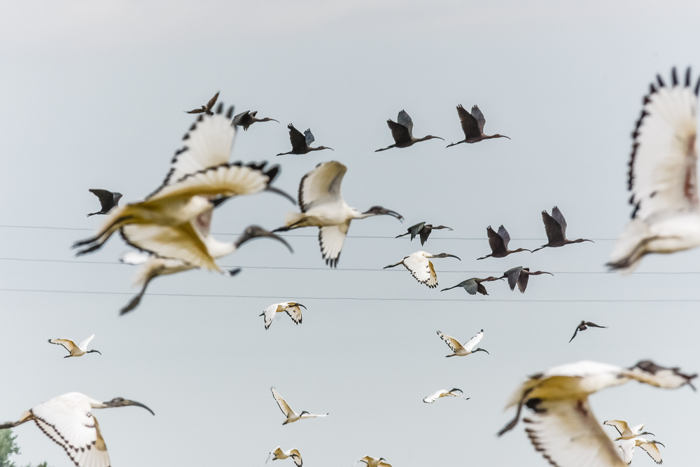 identificazione: Mignattaio (Plegadis falcinellus)