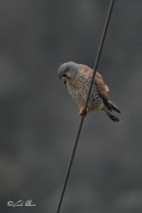 Gheppio  (Falco tinnunculus)