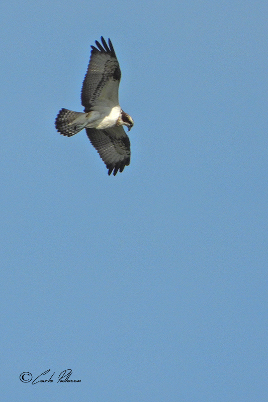 Falco pescatore  (Pandion haliaetus)