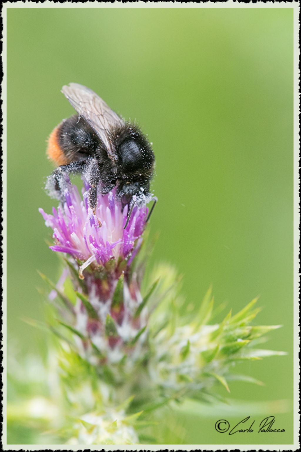 Bombus lapidarius (cfr.), Apidae