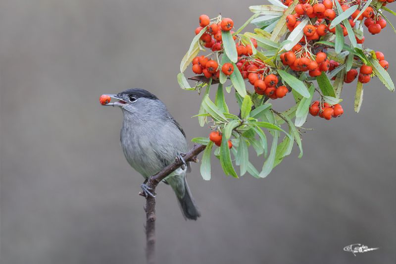 Capinera maschio. (Sylvia atricapilla)