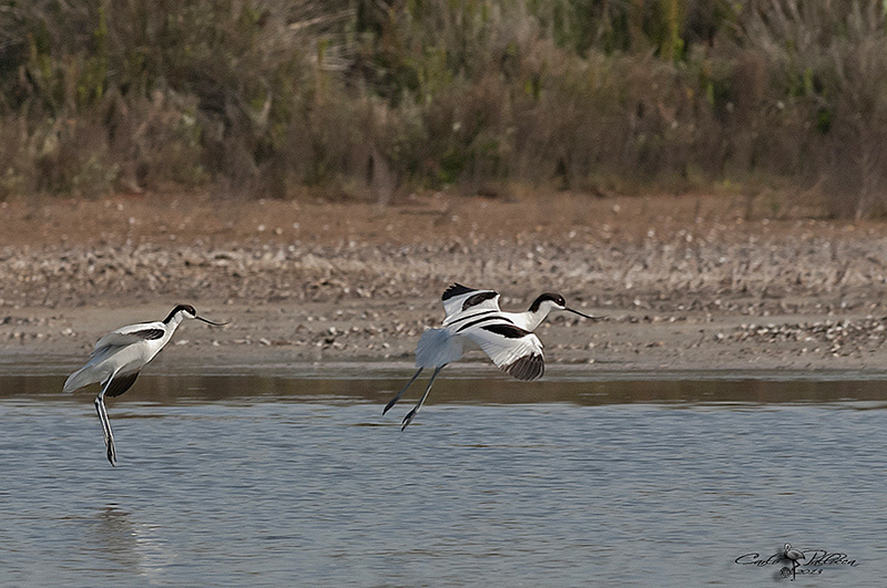 prime Avocette