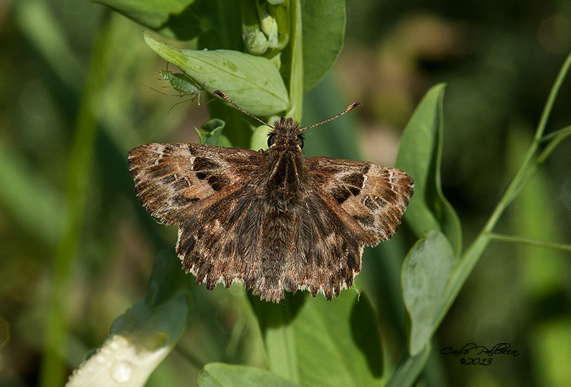 Carcharodus alceae?????