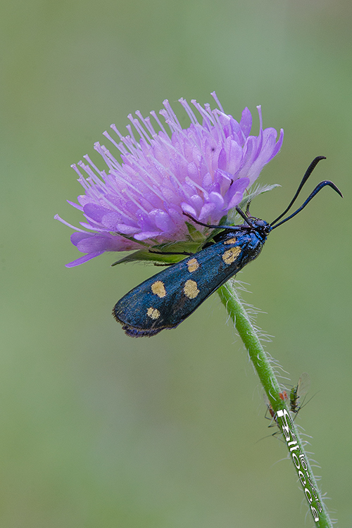 Zygaena? - Zygaena (Zygaena) transalpina