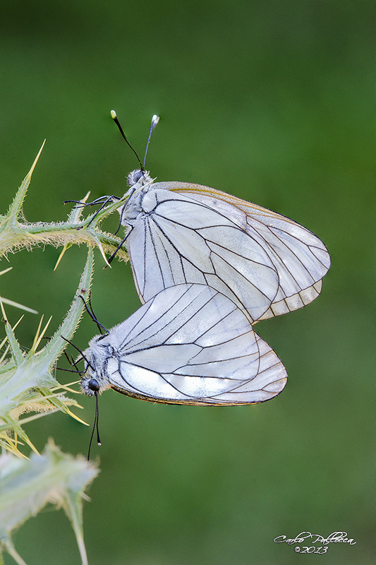 Farfalla quale specie? - Aporia crataegi