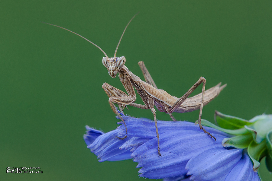 Mantide...quale specie?