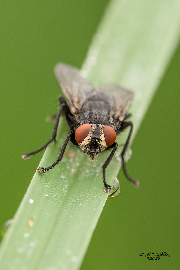 identificazione mosca