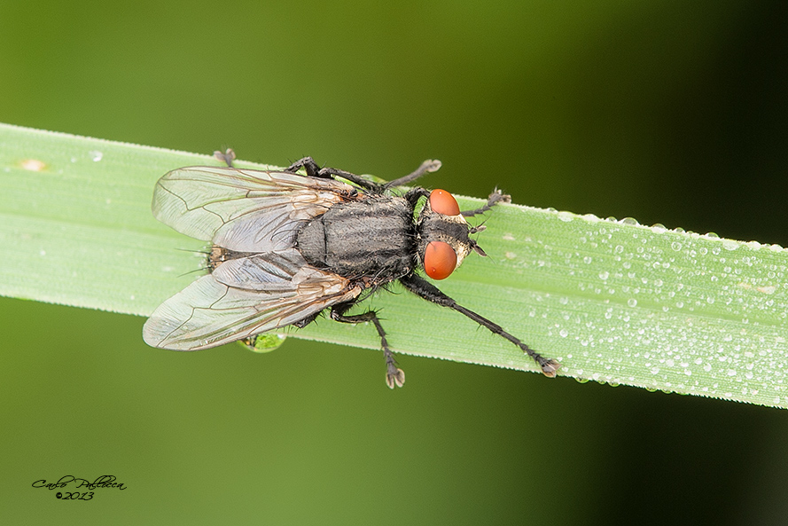 identificazione mosca