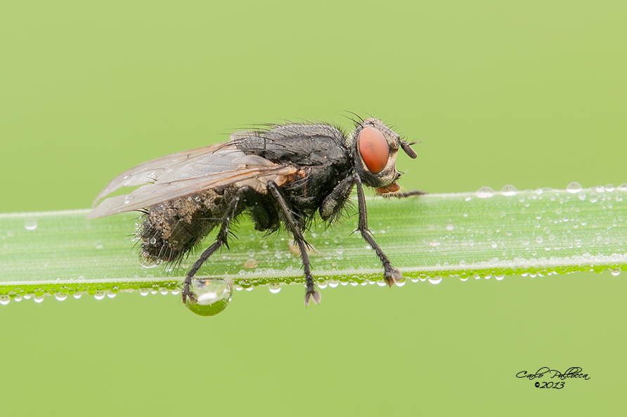 identificazione mosca