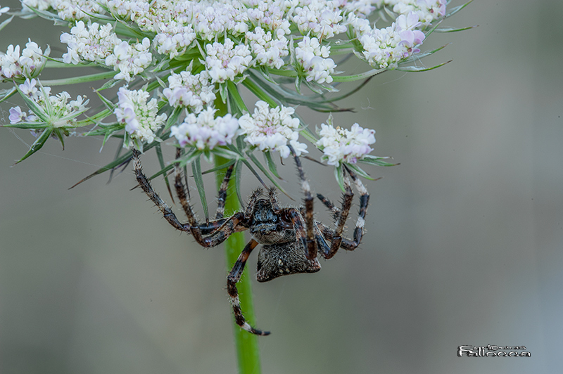 Araneus cfr angulatus - Norma (LT)