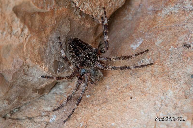 Araneus cfr angulatus - Norma (LT)