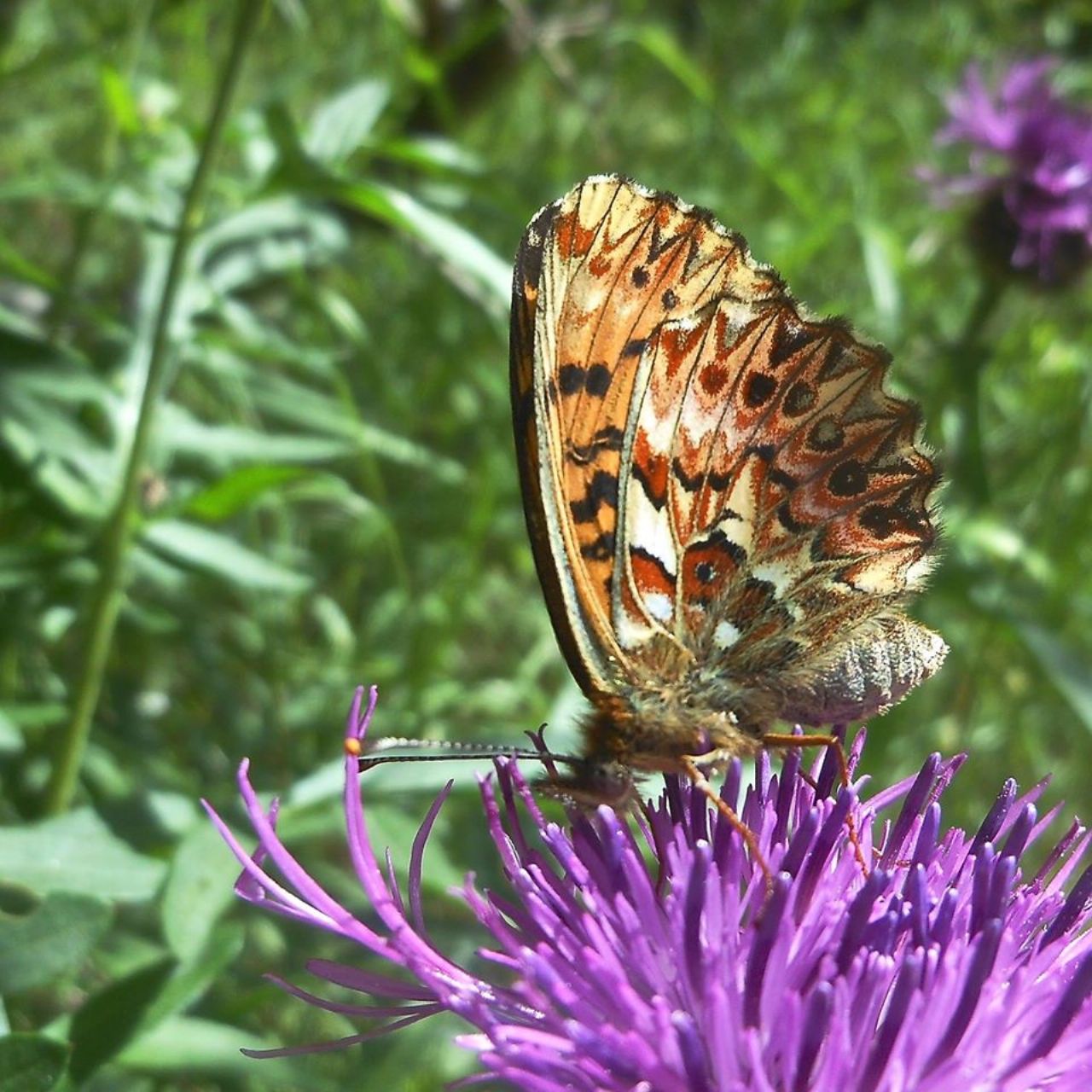 Boloria? S, Boloria (Clossiana) titania