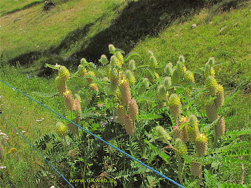 In vacanza a rivederlo (Astragalus alopecurus)