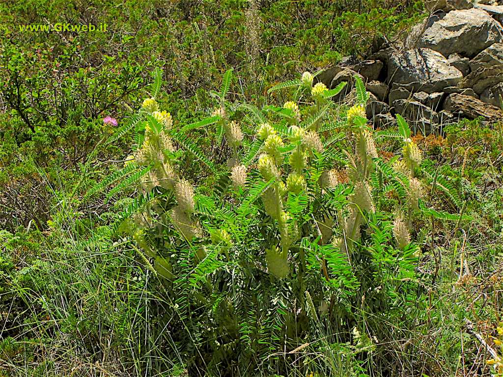 In vacanza a rivederlo (Astragalus alopecurus)