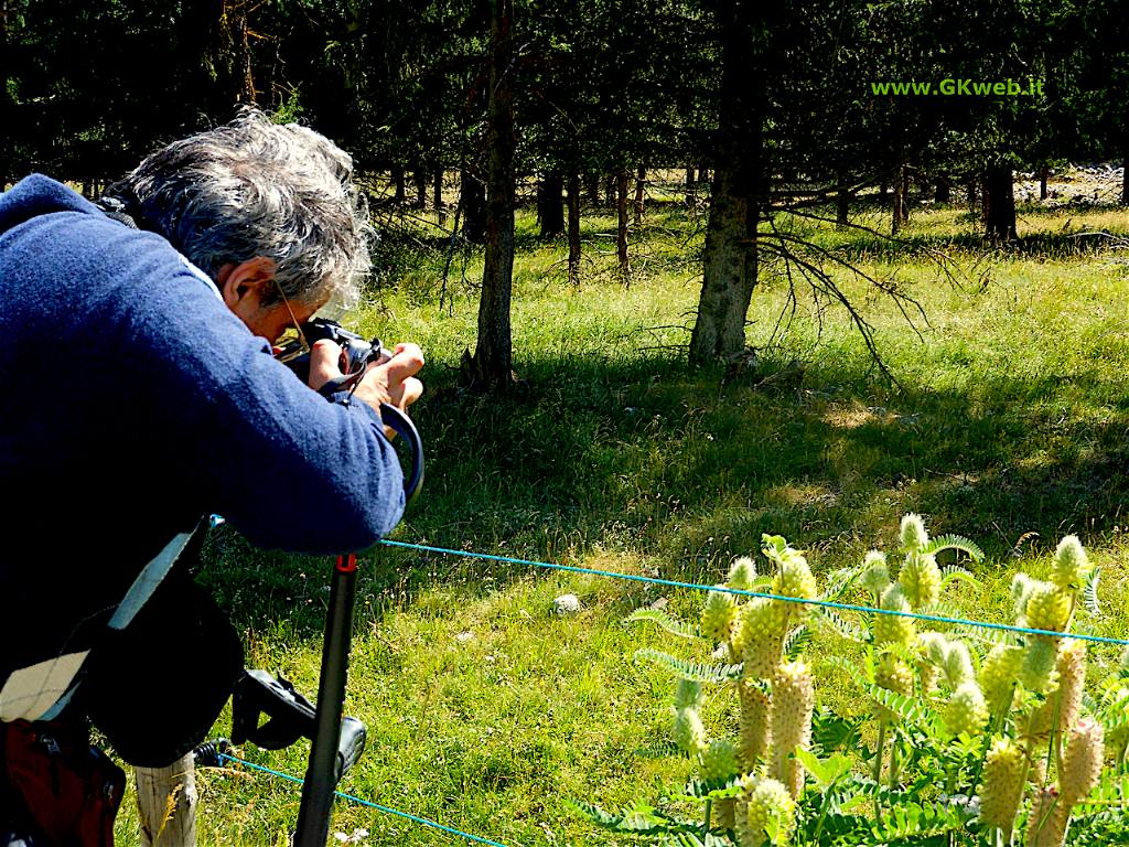 In vacanza a rivederlo (Astragalus alopecurus)