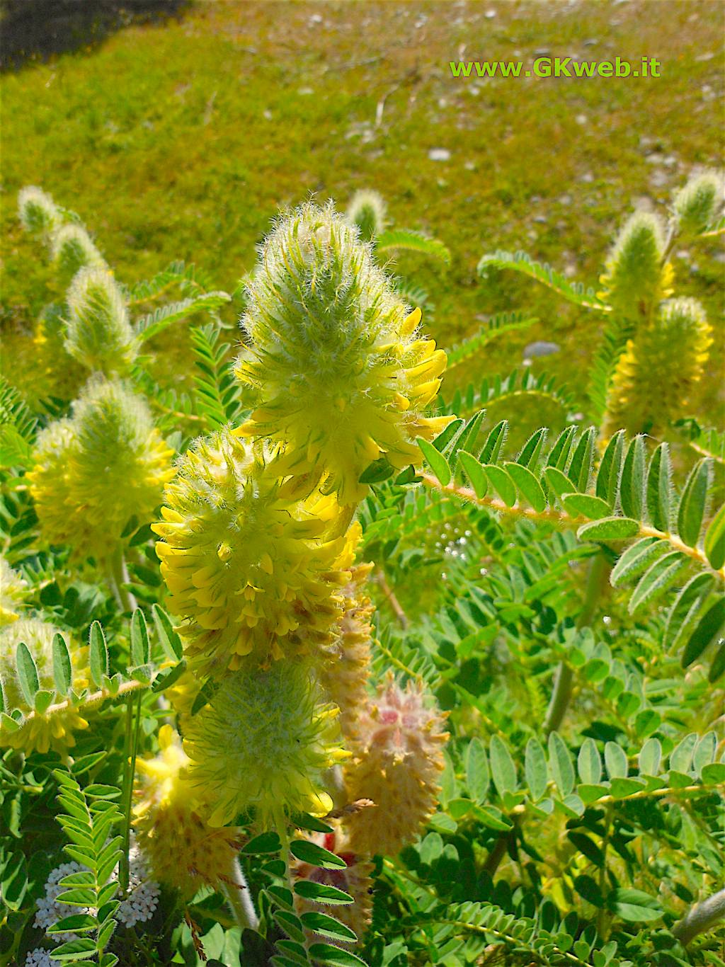 In vacanza a rivederlo (Astragalus alopecurus)