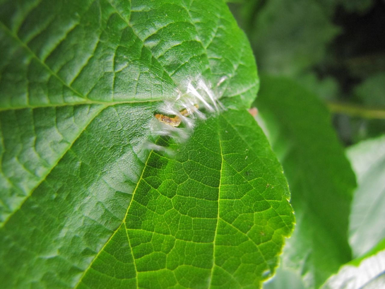 Bruco tessitore su nocciolo (filmato e foto): Tortricidae