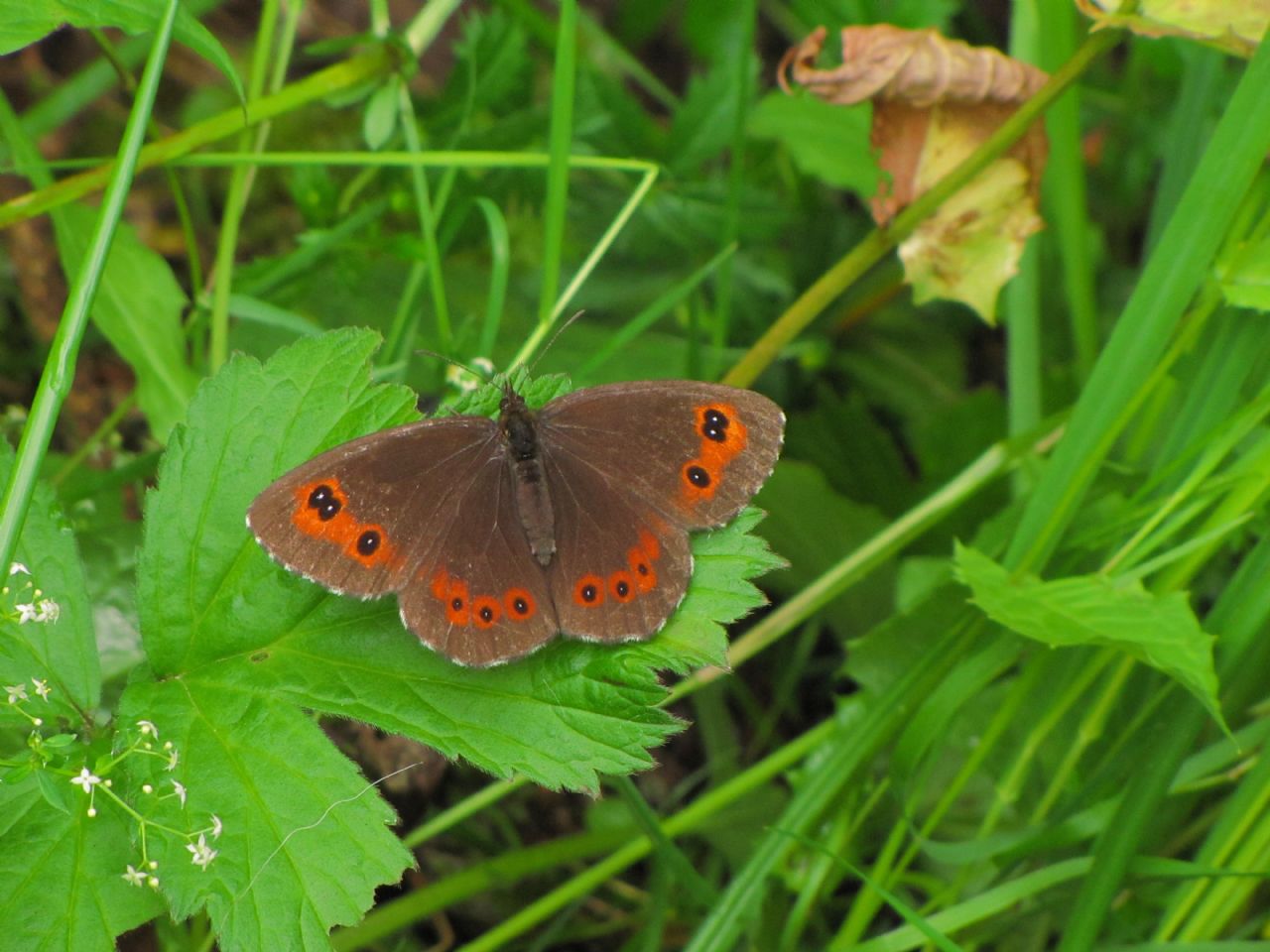 Erebia ligea?