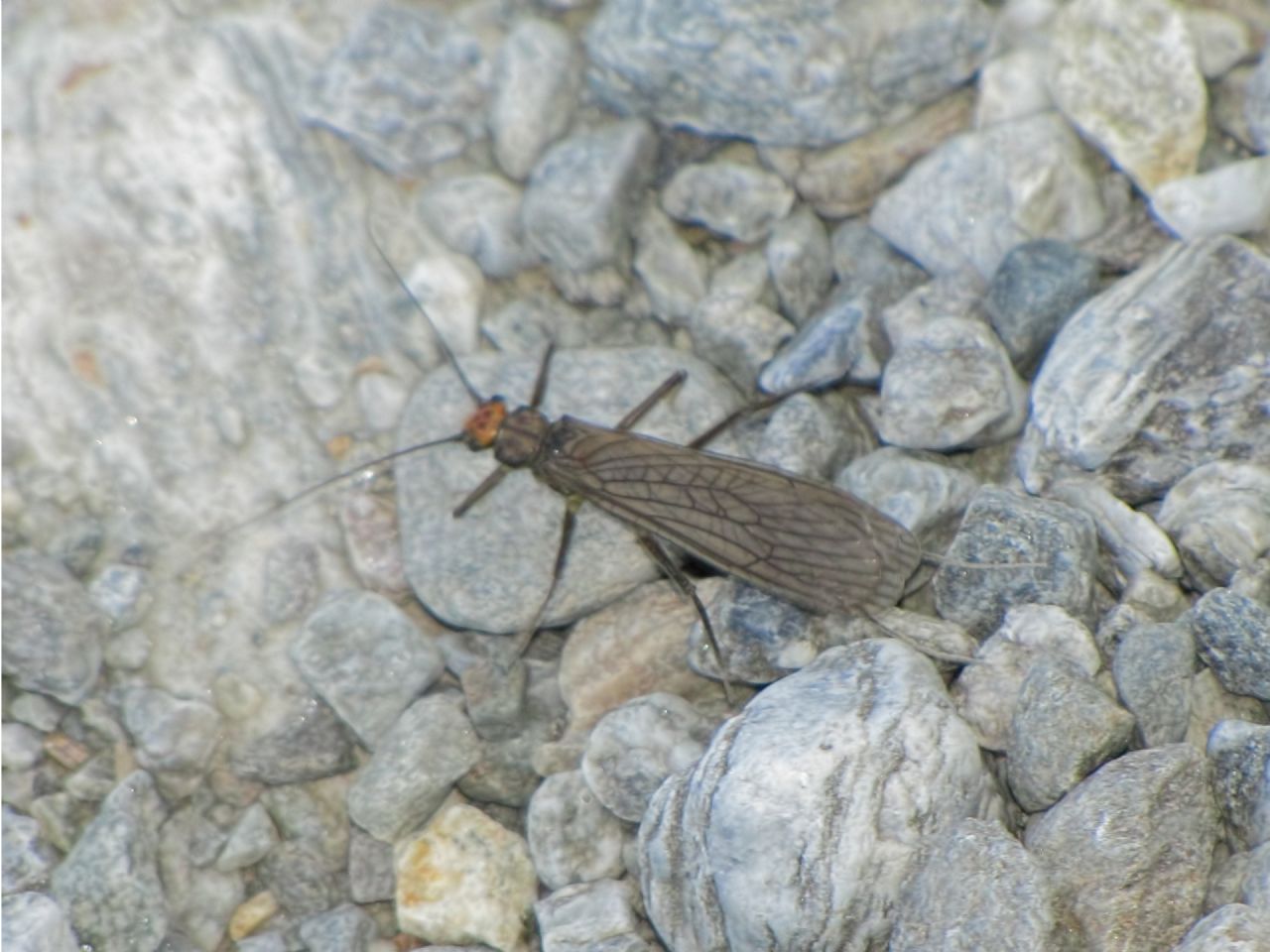 Plecottero in Valle d''Aosta:  Perla grandis (Perlidae)