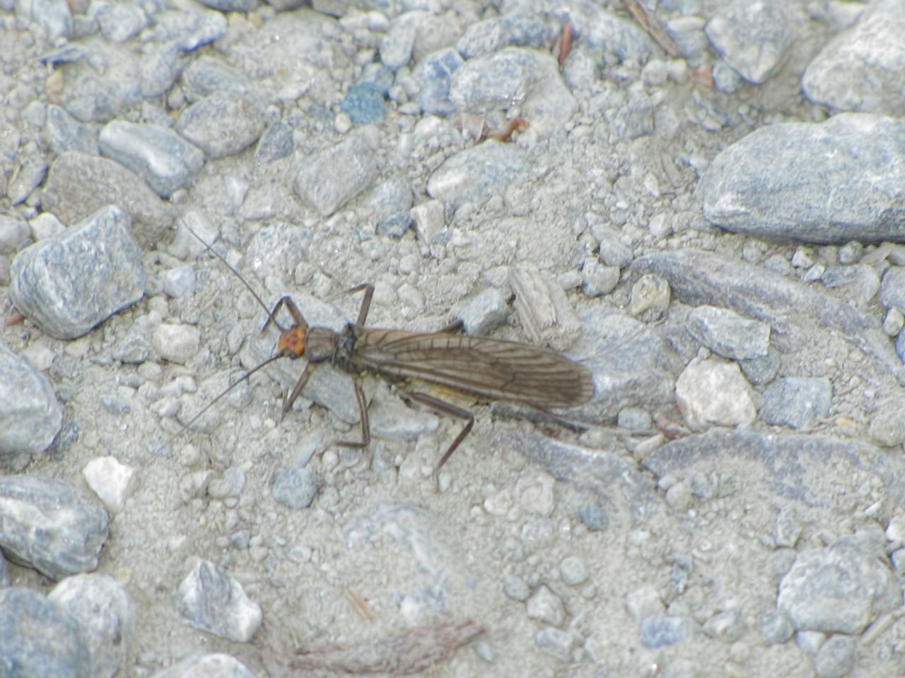 Plecottero in Valle d''Aosta:  Perla grandis (Perlidae)